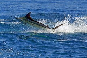 Blue Marlin Fishing